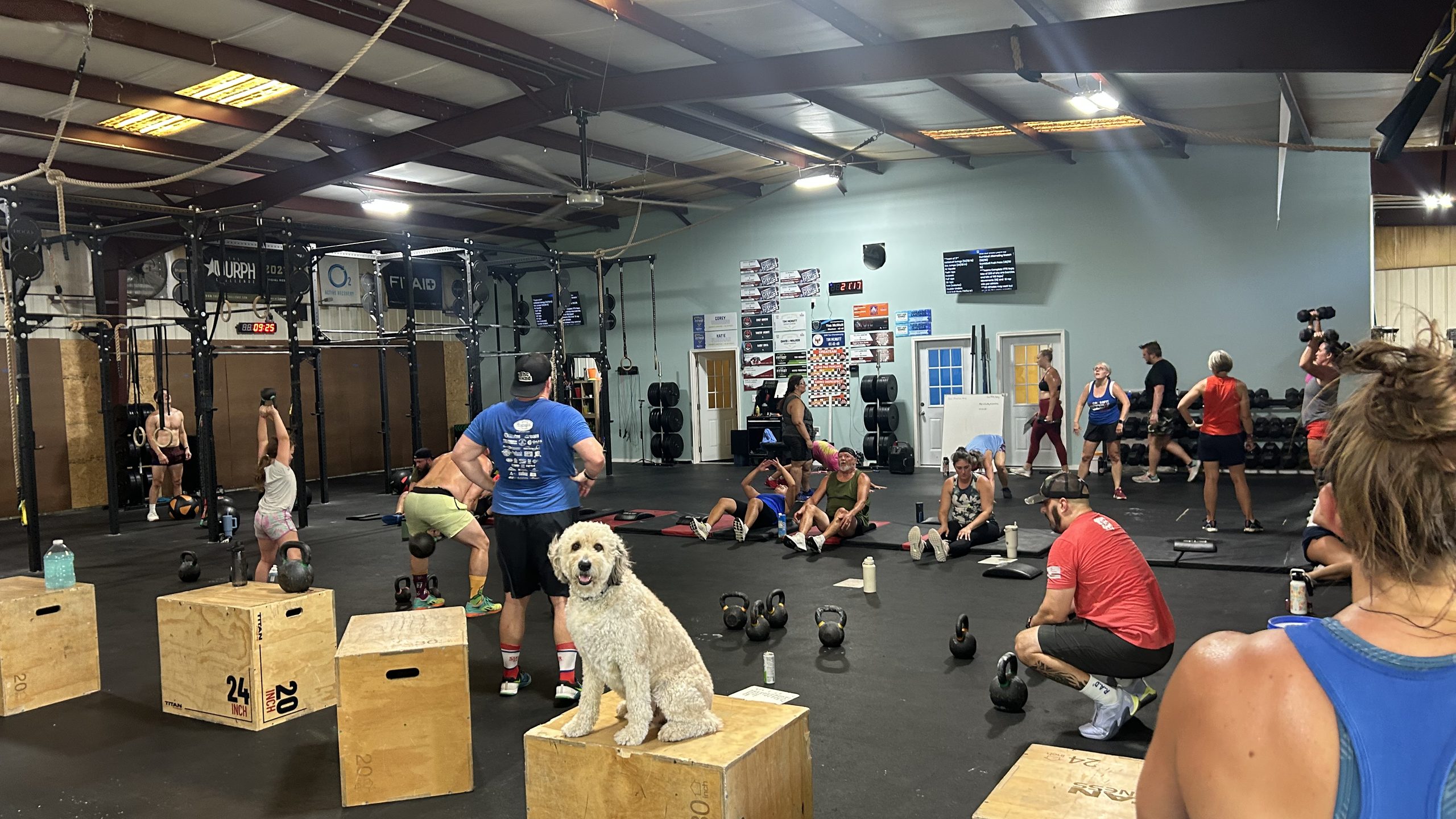 Athletes work through kettlebell, dumbbell and sit-up stations across the gym floor while a cream-coloured doodle sits on a plyo box in the foreground.