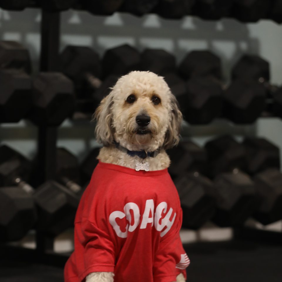 Pepper, Chief Morale Officer at Lodestar Fitness