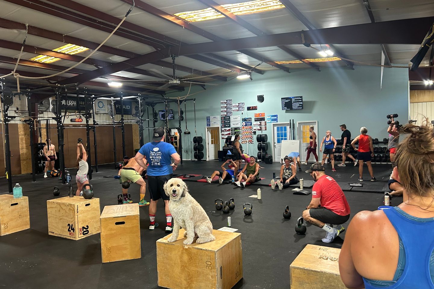 Pepper the gym dog sitting on a wooden plyo box watching a class train